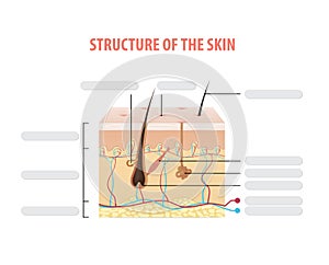 Structure of the skin info blank illustration vector on white ba