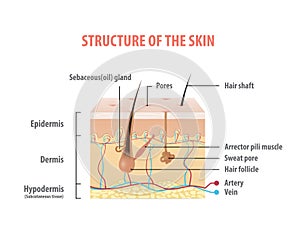 Structure of the skin info graphics illustration vector on white