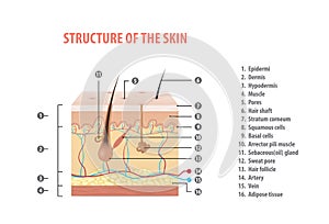Structure of the skin info with number illustration vector on white background. Medical concept.