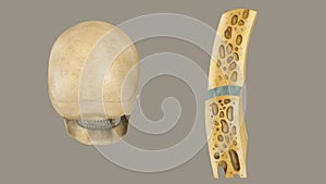 Structure of skull bone