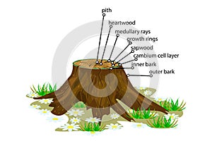 Anatomy of a tree isolated on white background. photo