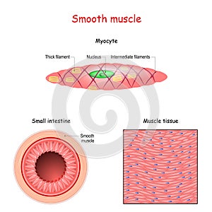 Structure of smooth muscle fibers. anatomy of Myocyte