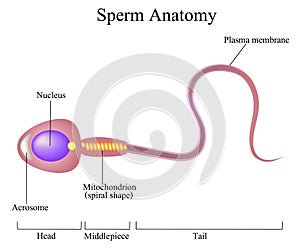 Structure of a sperm cell photo