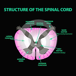 The structure of the spinal cord. Infographics. Vector illustration on black background.