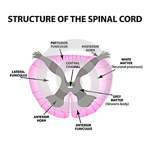 The structure of the spinal cord. Infographics. Vector illustration on isolated background.