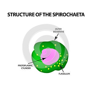 The structure of spirochetes, pale treponema. The causative agent of syphilis. Infographics. Vector illustration