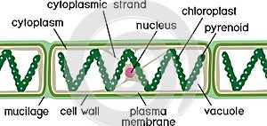 Structure of Spirogyra charophyte green algae with titles