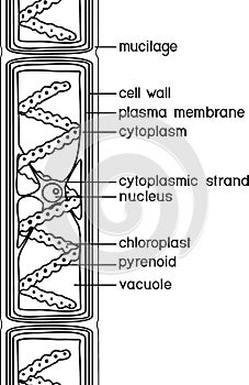 Structure of Spirogyra charophyte green algae with titles