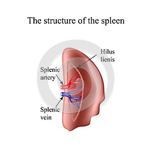 The structure of the spleen. Infographics. Vector illustration