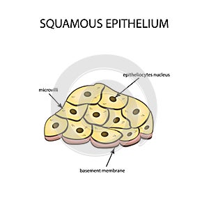 The structure of the squamous epithelium. Infographics. Vector illustration on background