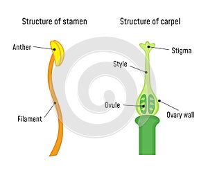 Structure of Stamen and Carpel photo