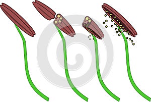 Structure of stamens of flowering plants photo