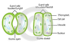 Structure of stoma open and stoma closed photo