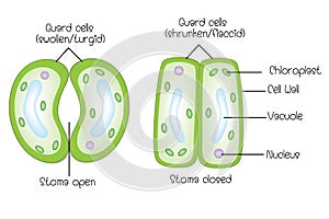 Structure of stoma open and stoma closed