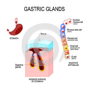 Structure of the stomach: interior surface and cells of digestive epithelium photo