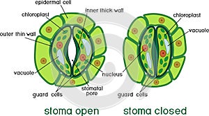 Structure of stomatal complex with open and closed stoma with titles photo