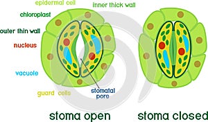 Structure of stomatal complex with open and closed stoma with titles photo