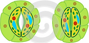 Structure of stomatal complex with open and closed stoma photo