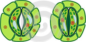 Structure of stomatal complex with open and closed stoma