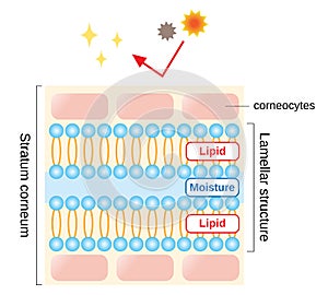 Structure of stratum corneum and lamellar structure, which play the protective role for skin barrier functions. beauty and skin