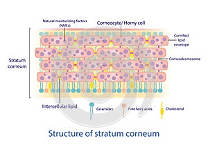 Structure of stratum corneum vector on white background.