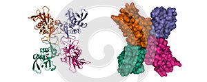 Structure of streptococcal pyrogenic exotoxin A1 SpeA tetramer photo