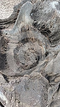 The structure of the surface of the trunk