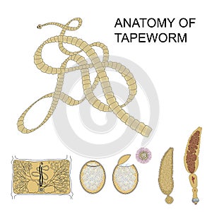 Structure of tapeworm. Vector illustration on isolated background