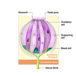 Structure of a taste bud