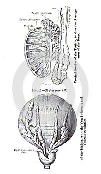 Structure of a testicle and bladder anatomy from an atlas of human anatomy