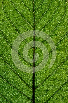 Structure and texture of a leaf with veins. Green pattern.