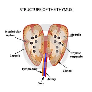 Structure of the thymus gland. Infographics. Vector illustration