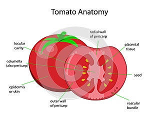 Structure of a tomato