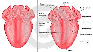 structure of tongue photo