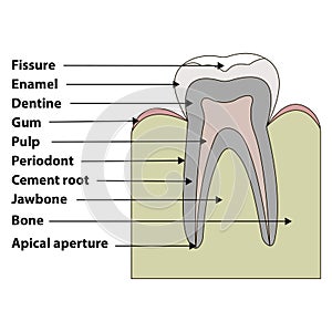 Structure tooth photo