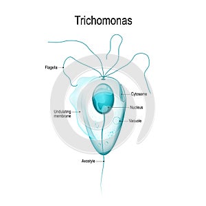 Structure of Trichomonas photo