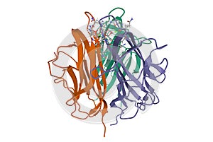 Structure of the trimeric globular domain of adiponectin