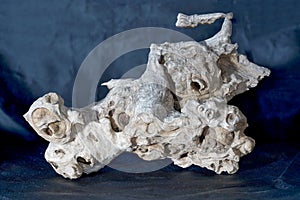 Structure of a tropical root made from several pictures, photographed in the studio