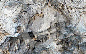 Structure of a tropical root made from several pictures, photographed in the studio