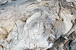 Structure of a tropical root made from several pictures, photographed in the studio