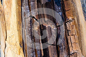 Structure of trunk of old tree as background