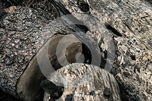 Structure of trunk of old tree as background