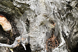 Structure of trunk of old tree as background