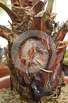 Structure of trunk of palm tree surface background. Texture of trunk palm tree closeup