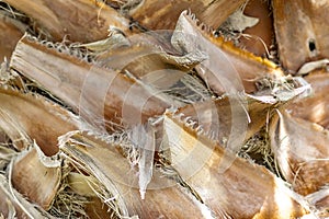 Structure of trunk of palm tree surface background. Texture of trunk palm tree closeup