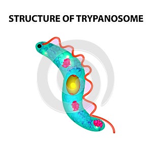 The structure of trypanosome. Infographics. Vector illustration on isolated background.