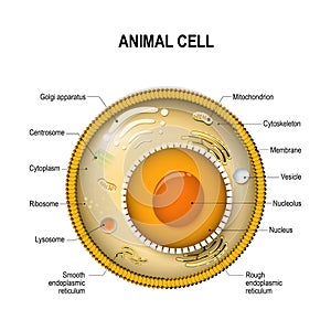 Structure of a typical cell. photo