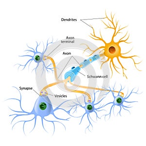 Structure of a typical chemical synapse