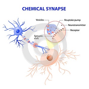 Structure of a typical chemical synapse. neurotransmitter release mechanisms photo