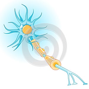 Structure of a typical neuron